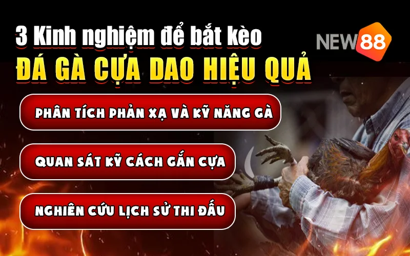 Kinh nghiệm bắt kèo đá gà cựa dao