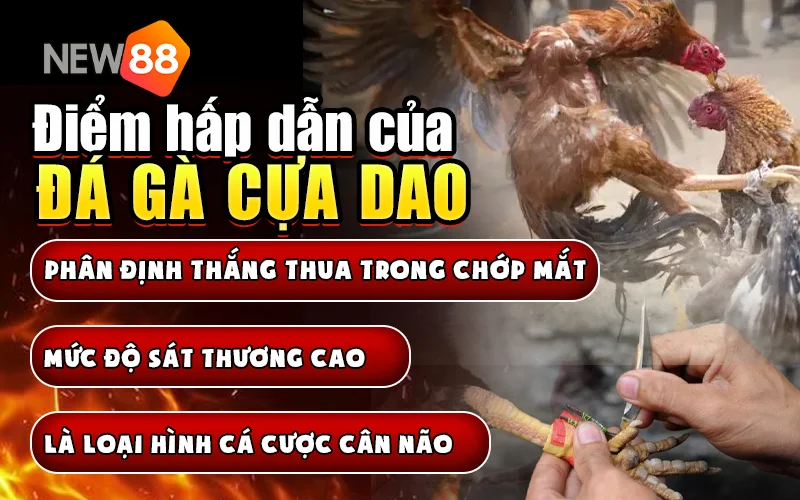 Điểm hấp dẫn của trực tiếp đá gà cựa dao