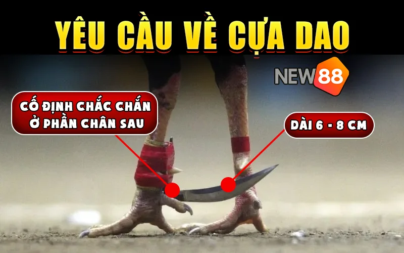 Tiêu chuẩn về cựa trong đá gà cựa dao